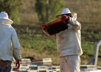 Sıcaklık ve iklim değişikliği bal rekoltesini düşürdü