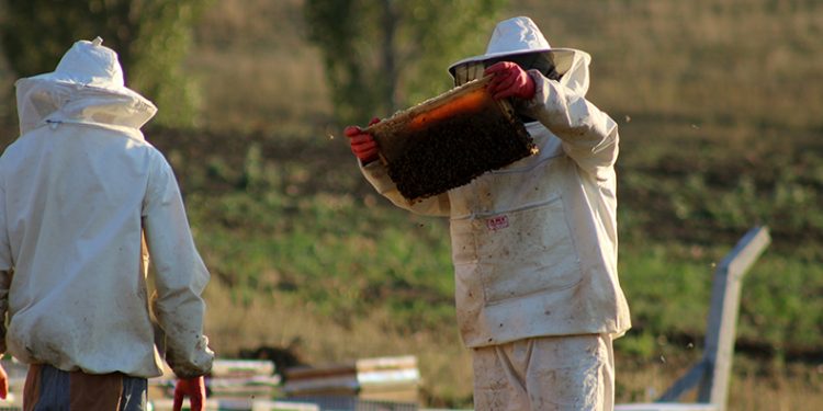 Sıcaklık ve iklim değişikliği bal rekoltesini düşürdü