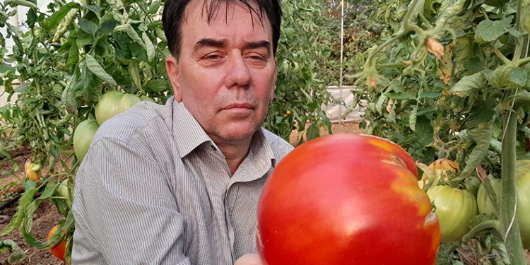 Bu yılın hedefi 1,8 kilogramlık domates