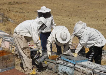 Arıcılar hasat için gün sayıyor