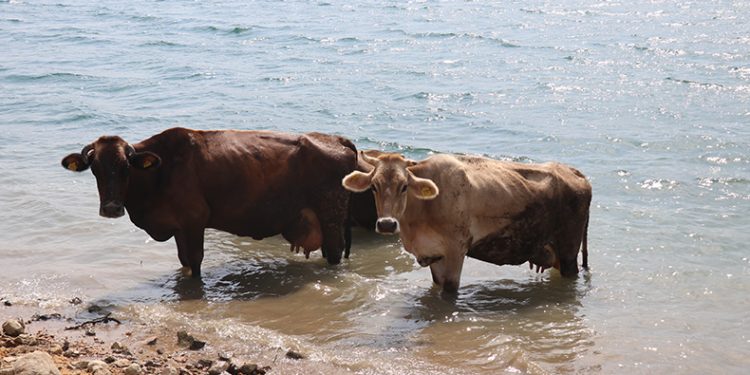 Bolu’da ineklerin serinleme keyfi