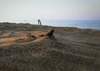 “Caretta carettaların yuva sayısı 2 bin 551’e ulaştı”