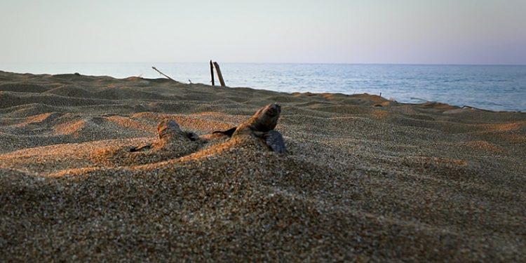 “Caretta carettaların yuva sayısı 2 bin 551’e ulaştı”