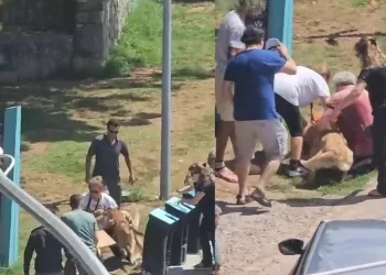 Tasmasız köpek dehşeti kamerada