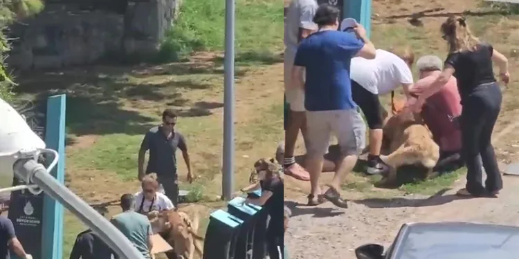 Tasmasız köpek dehşeti kamerada