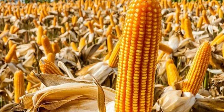 TMO, mısır alım fiyatını açıkladı