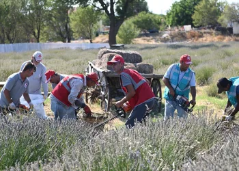 Tarihi Alan’da Lavanta hasadı yapıldı