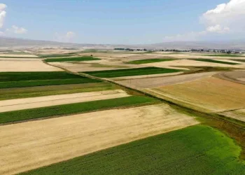 Kars’ta tarlalardan bereket fışkırdı