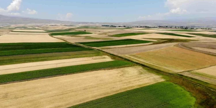 Kars’ta tarlalardan bereket fışkırdı