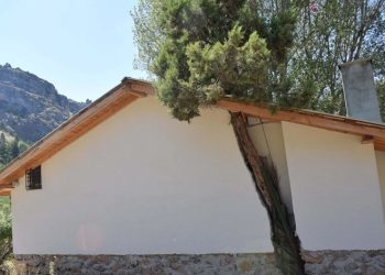 Kesmeye kıyamadığı ağacı evle birleştirdi