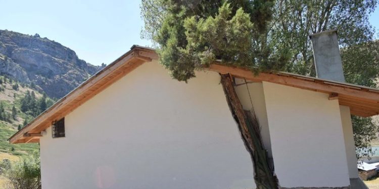 Kesmeye kıyamadığı ağacı evle birleştirdi