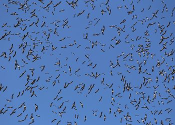 Leyleklerin göç yolculuğu Bursa semalarında