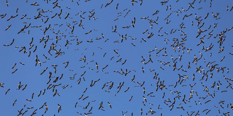 Leyleklerin göç yolculuğu Bursa semalarında