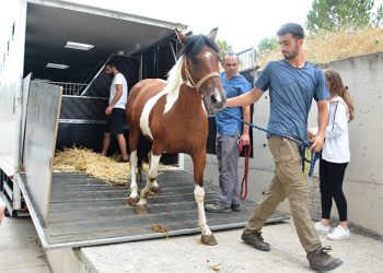 Cins atlar embriyo transferi için Balıkesir’de