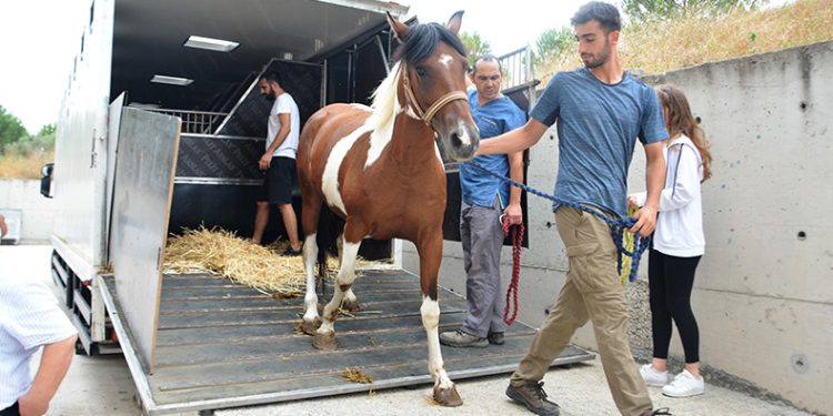 Cins atlar embriyo transferi için Balıkesir’de