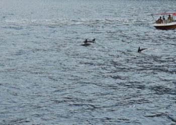 Yunus balıklarının tur teknesi ile dansı