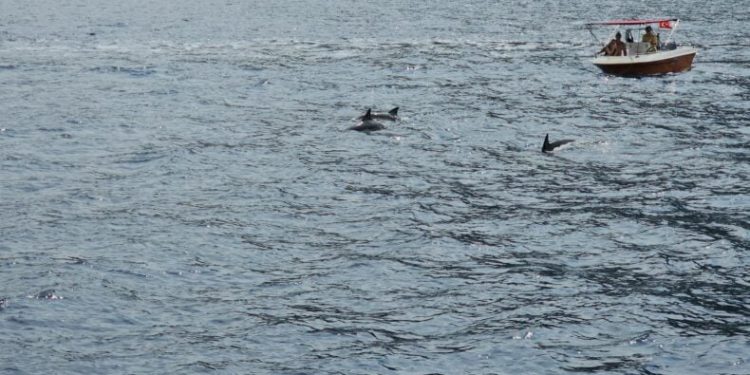 Yunus balıklarının tur teknesi ile dansı
