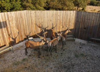 Salda Gölü kızıl geyiklerine kavuştu