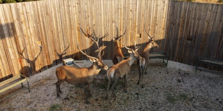 Salda Gölü kızıl geyiklerine kavuştu