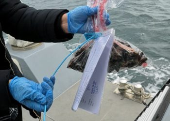 Midye avlanan alanların sayısı arttı