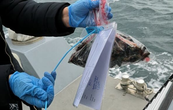 Midye avlanan alanların sayısı arttı