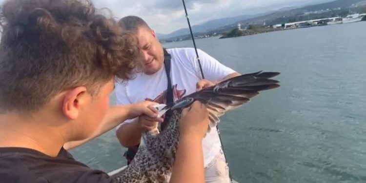 Balıkçıların oltasına bu kez balık değil martı takıldı