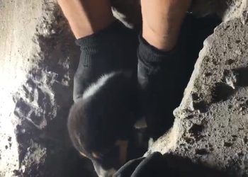 Yavru köpek, darbeli matkapla kurtarıldı