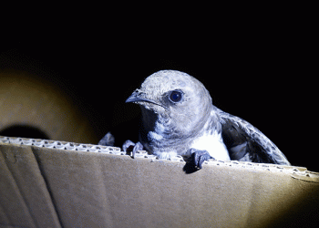 Edirne’de ebabil kuşu bulundu