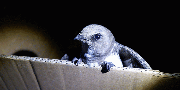 Edirne’de ebabil kuşu bulundu