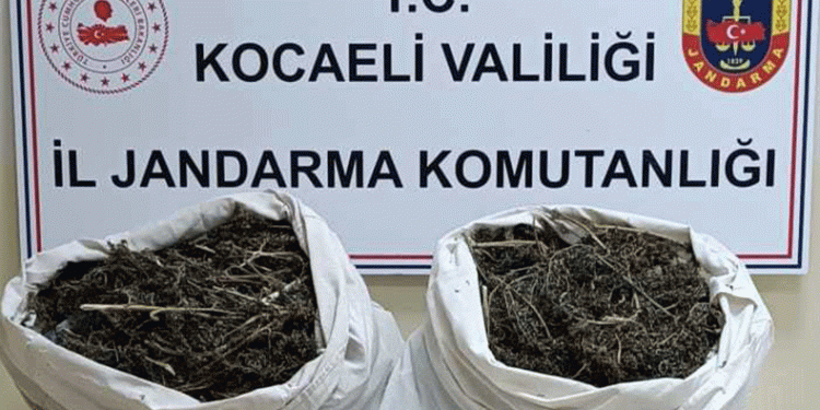 Kocaeli’de 7kilogram esrar ele geçirildi
