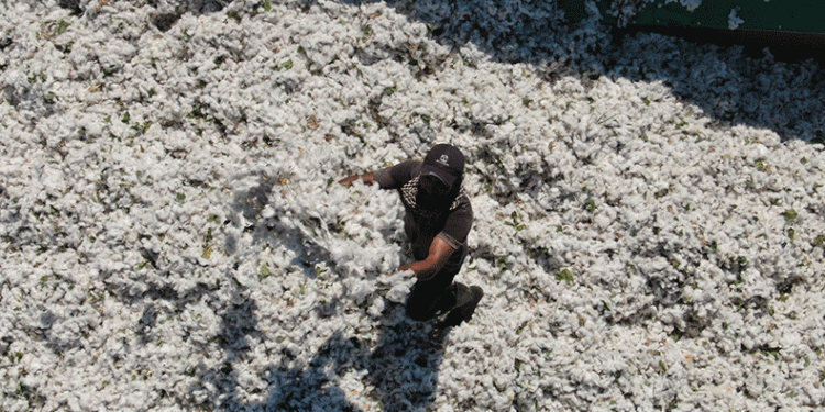 Hatay’da ‘beyaz altın’ hasadı başladı