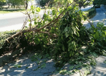 Yola devrilen ağaç korkuttu
