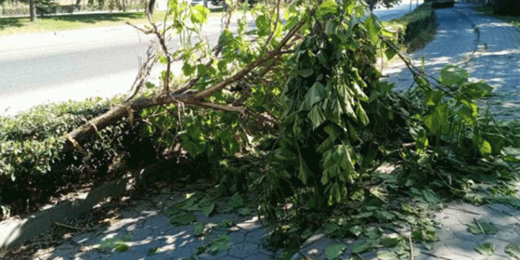 Yola devrilen ağaç korkuttu