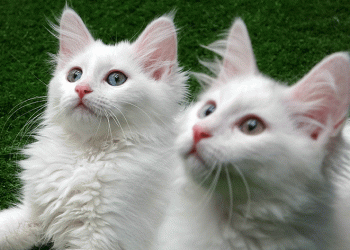 Van kedilerine 250 bin ziyaretçi