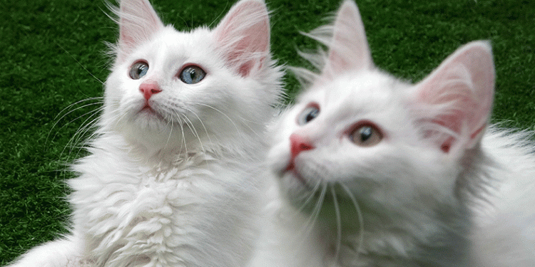 Van kedilerine 250 bin ziyaretçi