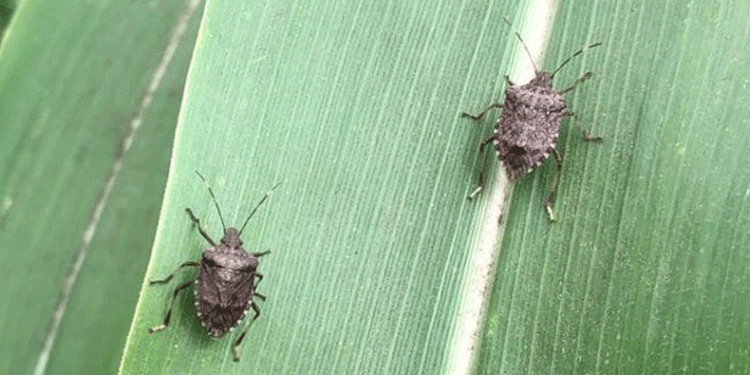 Tarım arazilerinde ‘kokarca’ tehlikesi