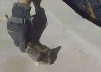 Kuyuya düşen yavru kedi kurtarıldı