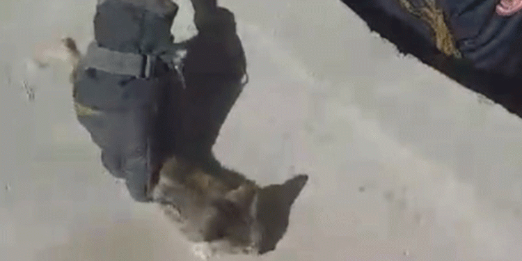 Kuyuya düşen yavru kedi kurtarıldı