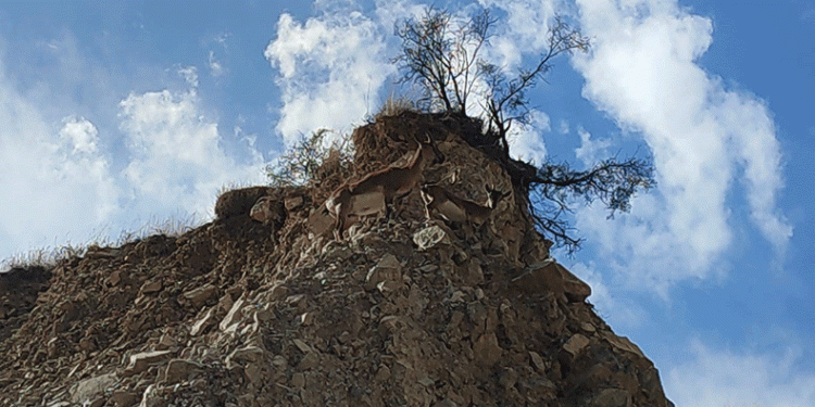 Dağ keçileri doğal hayatlarında görüntülendi