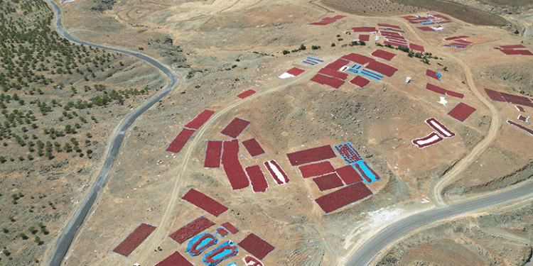 Sınırın sıfır noktasında “en acı” hasat