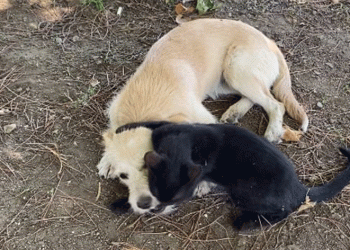Kedi ve köpeğin örnek dostluğu