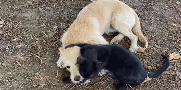 Kedi ve köpeğin örnek dostluğu
