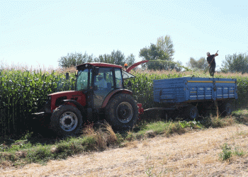 Silajlık mısır hasat etkinliği düzenlendi