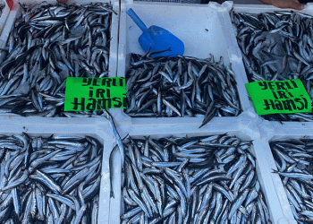 Aman bu hamsi 80 lira!