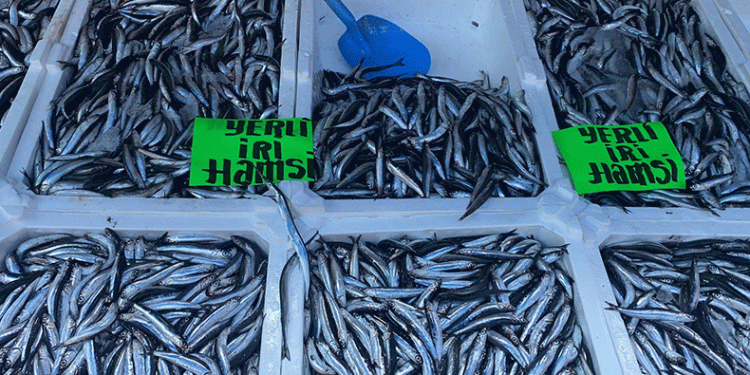 Aman bu hamsi 80 lira!