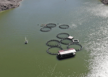 Meşhur barajda balık tutmak yasaklandı