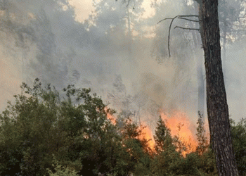 Çanakkale’de yıldırımdan çıkan yangın