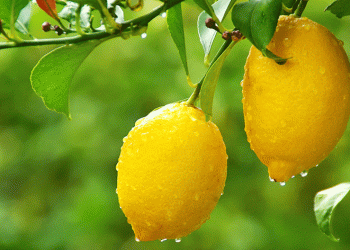 Mayer limon ağaçta kaldı