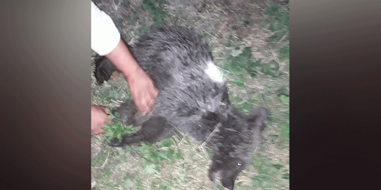 Ayağı kırık, yavru bir ayı bulundu