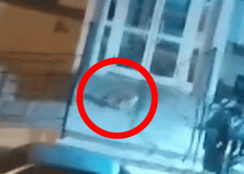 Aç kalan tilkiler şehre indi